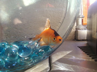 Le poisson Hitler