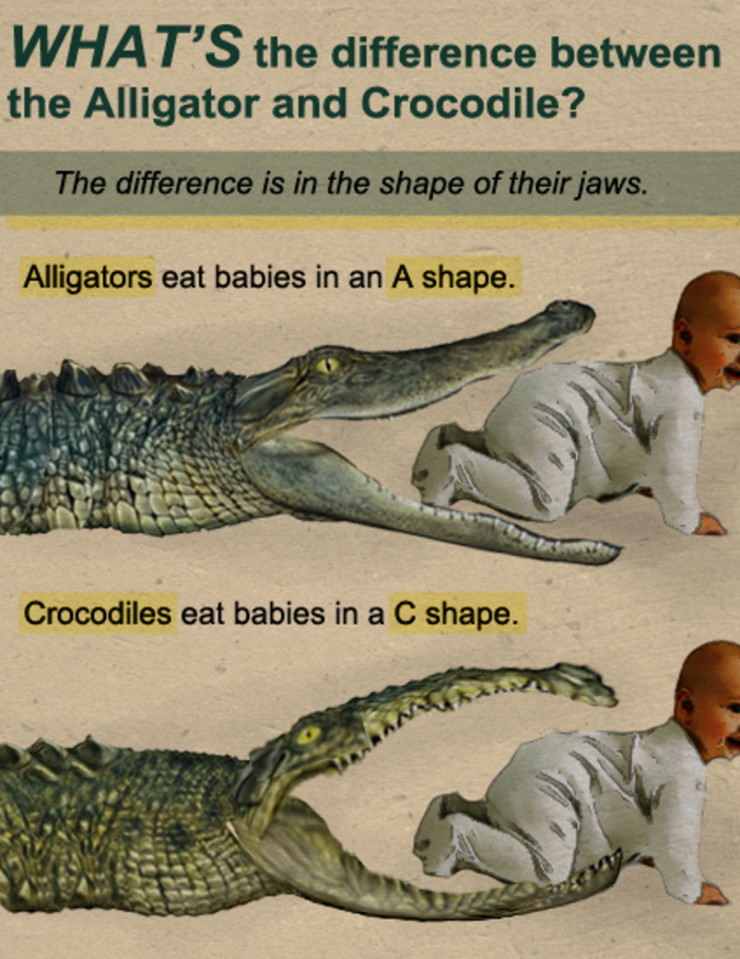 Фото аллигатора и крокодила сравнение