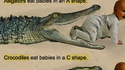 Alligator et Crocodile