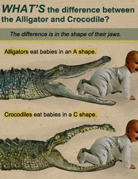 Alligator et Crocodile
