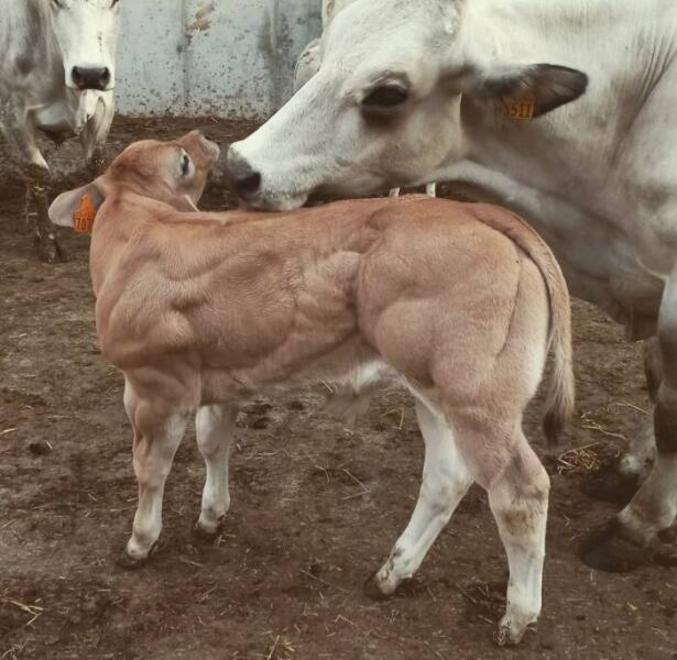 le lait de sa mère doit être riche en protéines !
musclus... bicepsus... tricepsus...
https://www.youtube.com/watch?v=z385V3d7Yhs