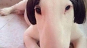 Mi-chien
