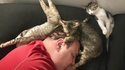 Dodo chats