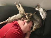 Dodo chats