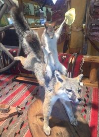 Taxidermie level Texas