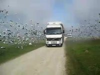Lâcher d'oiseaux