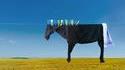 À cheval sur l'étendage du linge ?