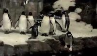Pingouin ninja