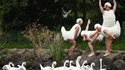 Le lac des cygnes