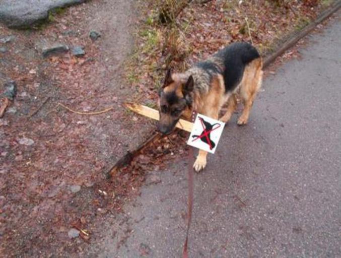 Un chien mécontent des règles en vigueur.