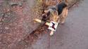 Chien rebelle