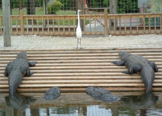 Une grue qui ferait bien de ne pas rester là.