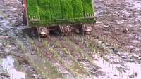 Comment semer le riz en Chine