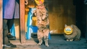 Smiley cats