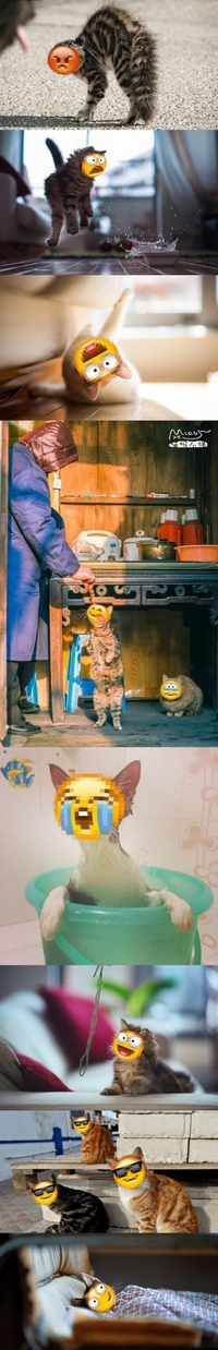 Smiley cats