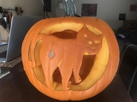 Citrouille chat