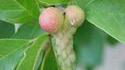 Fruit mûr