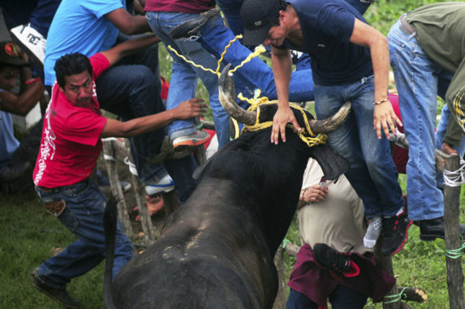 Un homme est encorné par un taureau pendant les célébrations annuelles de la Chandeleur à Tlacotalpan, située sur la côte est du Mexique. Lors de ces célébrations, des taureaux sont lâchés à travers les rues pour 'affronter' la foule.