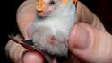Ectophylla alba : chauve-souris blanche