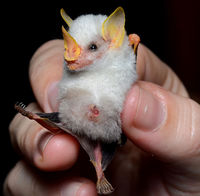 Ectophylla alba : chauve-souris blanche