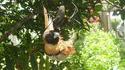 Une araignée mange un oiseau