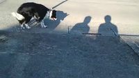 Chien Vs. ombres