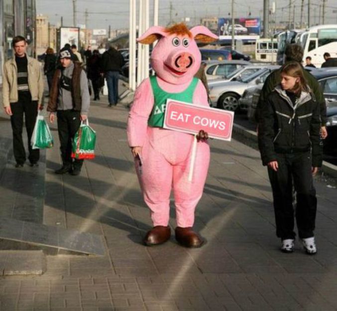 Un cochon qui demande à ce que les humains mangent du bœuf.