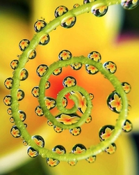 Plantes aux gouttelettes