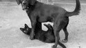 Comme chien et chat 2