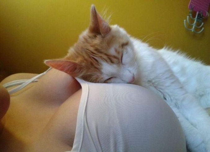 Avec un cat et des boobs.