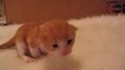 Petit chaton...