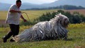 Puli Polux