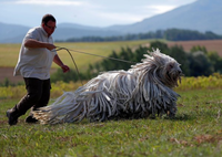 Puli Polux