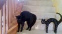 Un chat pas content