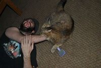 Un chat mange un bras