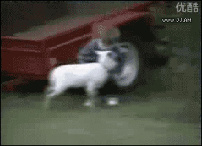 Tête ovine