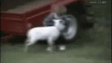 Tête ovine