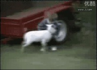 Tête ovine