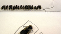 Dead flies art