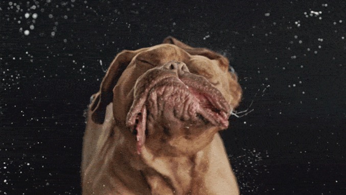 Slowmotion avec un bulldog