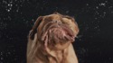 Slowmotion avec un bulldog