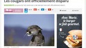 Mars 2011: le cougar américain est une espèce animale officiellement disparue