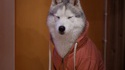 Chien en sweat