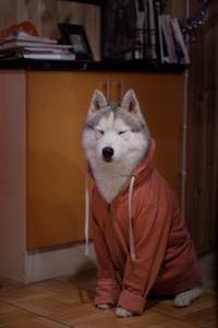 Chien en sweat