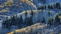 Automne dans les Rockies