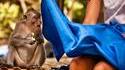 Singe voyeur