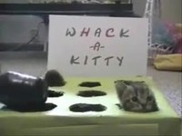 Whack-a-kitty
