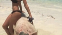 Une cochone à la plage