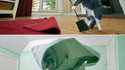 Animal domestique