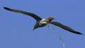 Mouette-bombardier